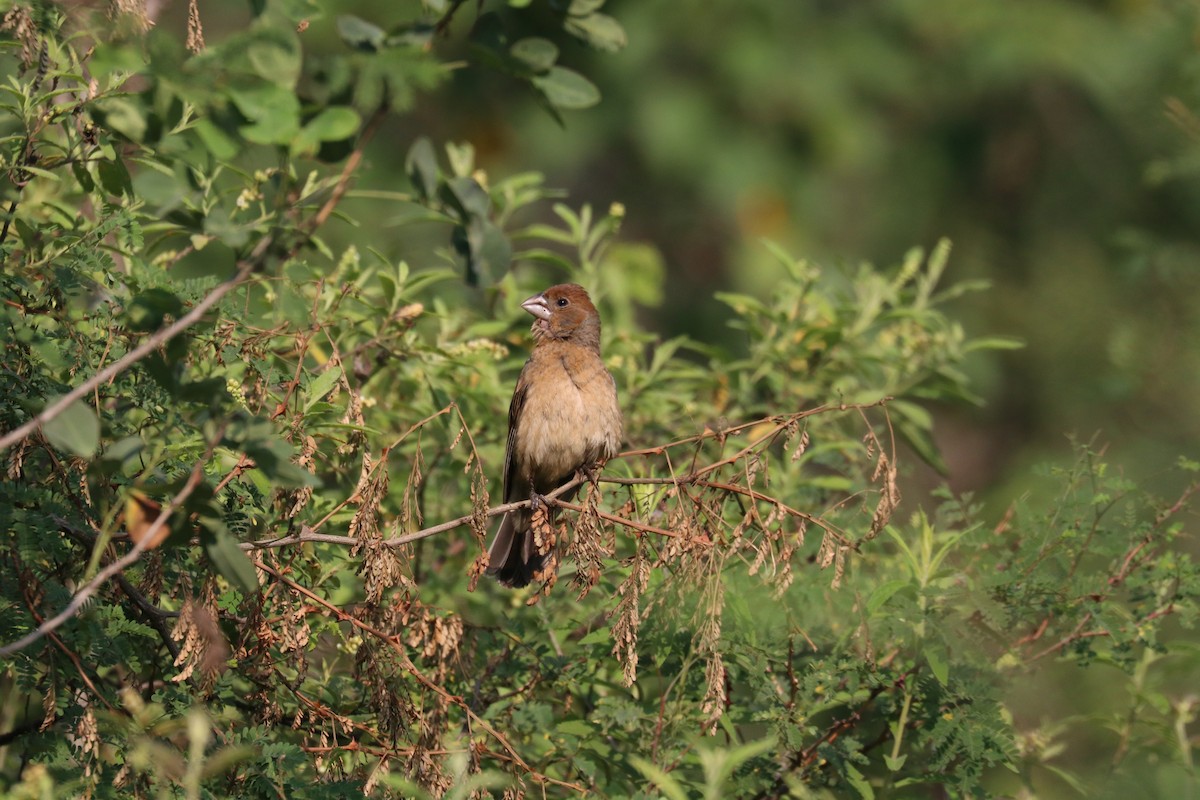 Blue Grosbeak - ML640722158