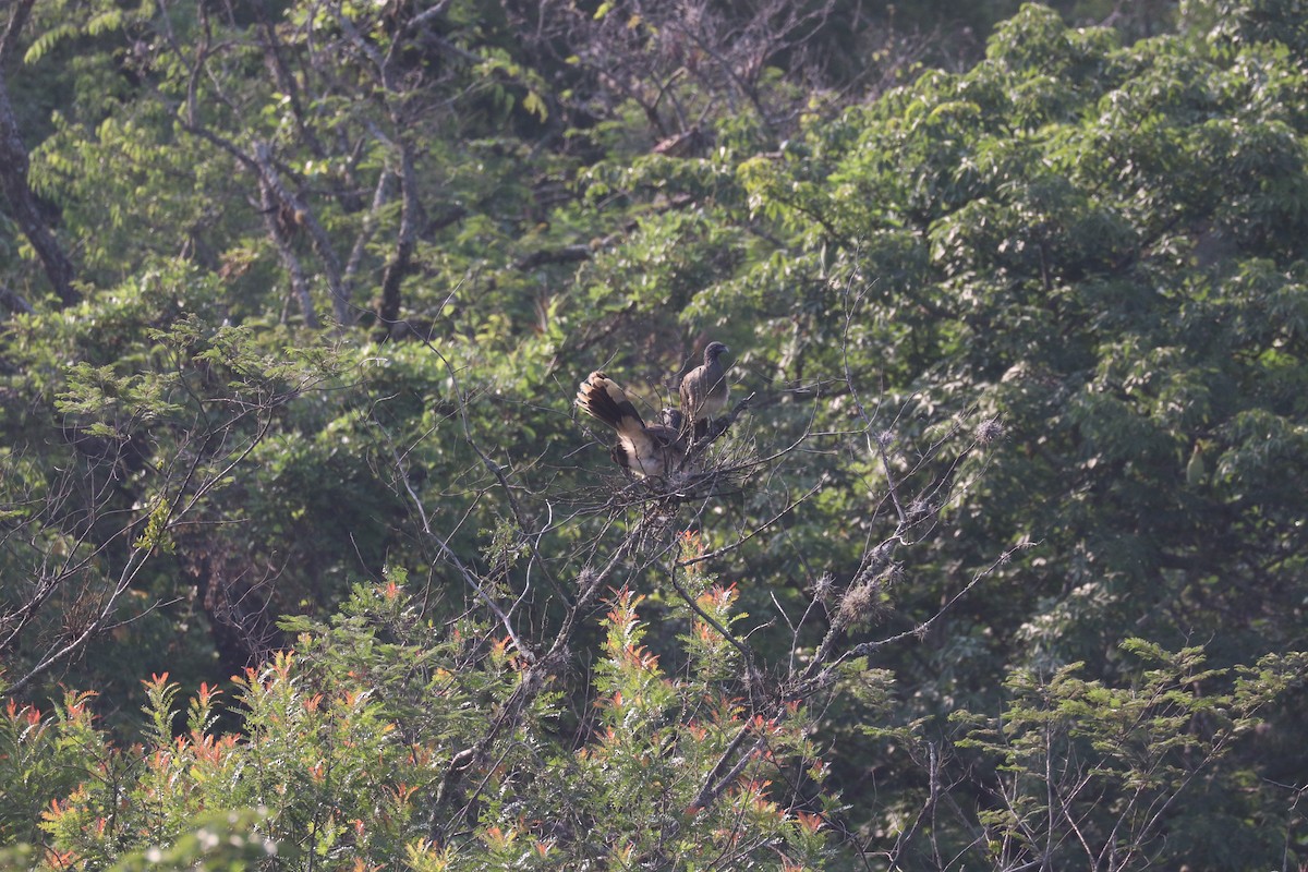 West Mexican Chachalaca - ML640722161