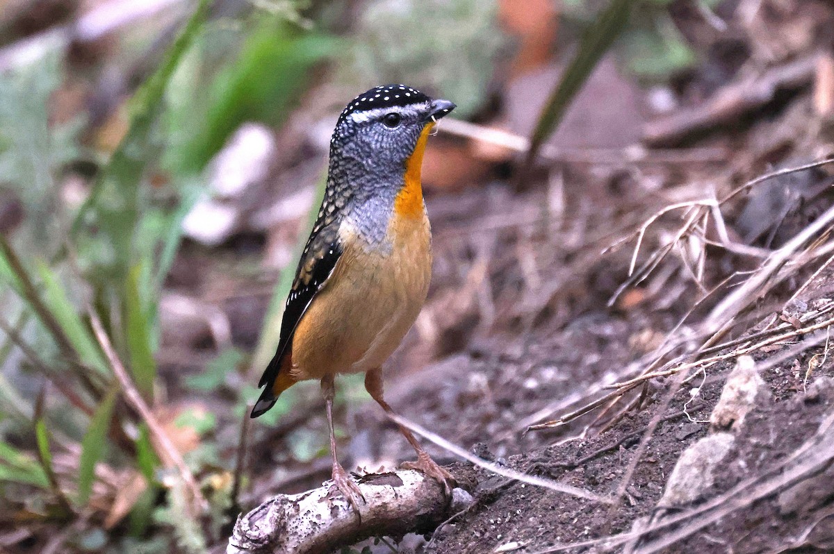 Spotted Pardalote - ML640722192