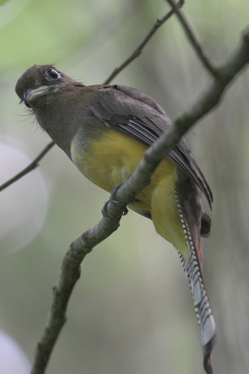 trogon modroocasý - ML640722215