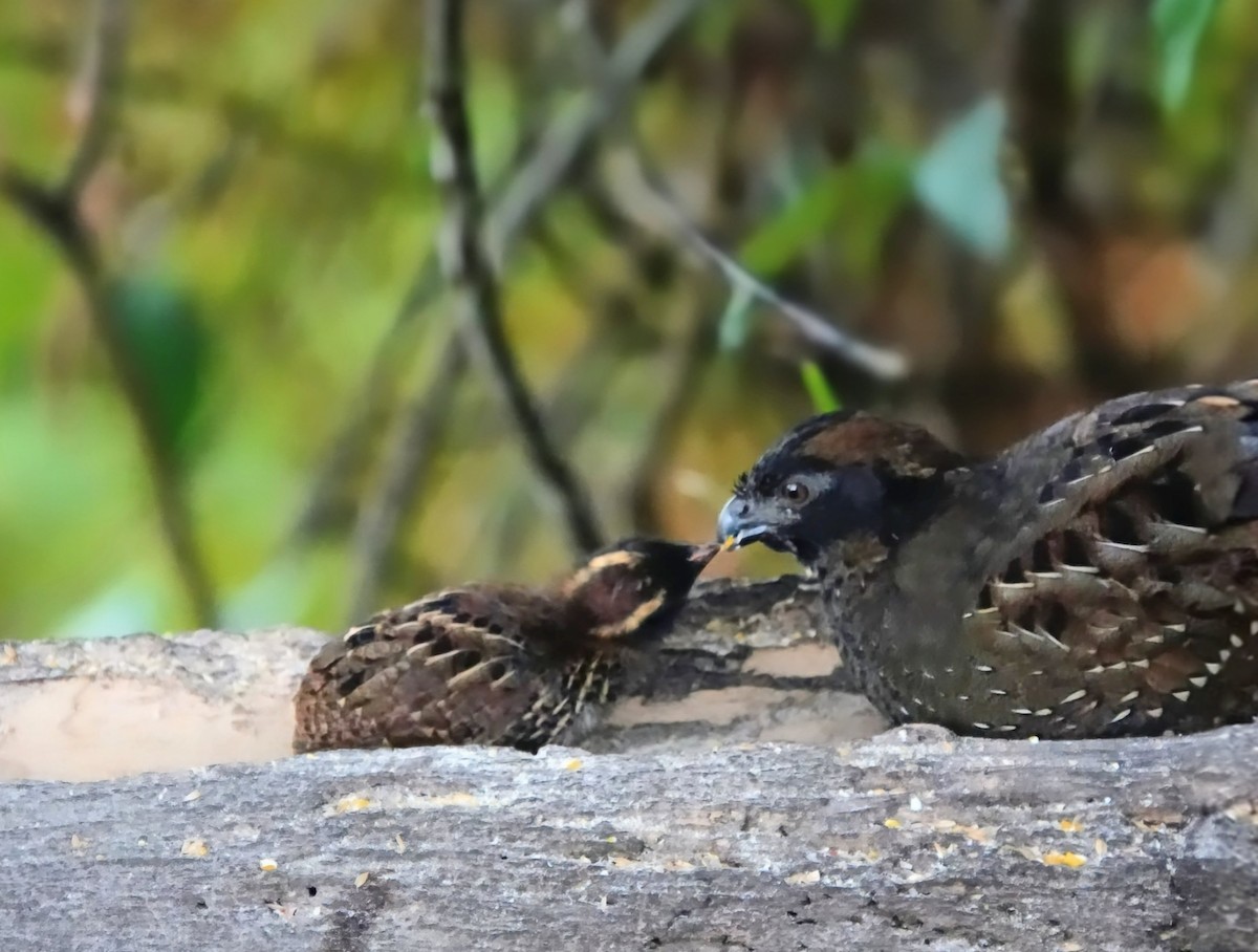 Black-fronted Wood-Quail - ML640722258