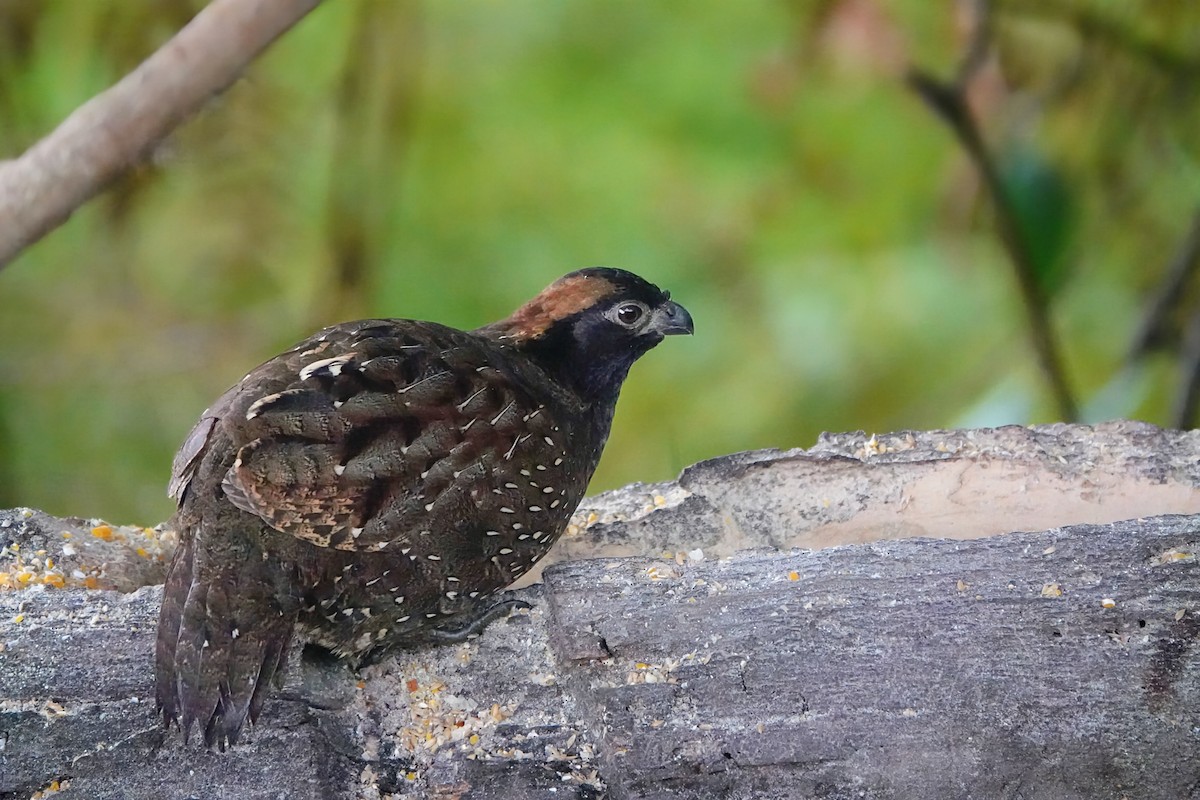 Black-fronted Wood-Quail - ML640722259