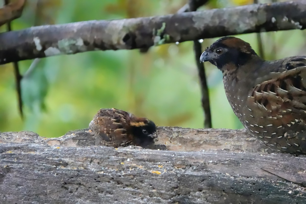 Black-fronted Wood-Quail - ML640722260