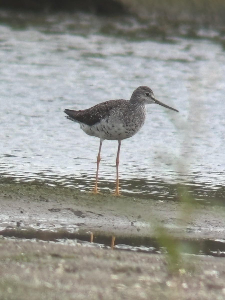 Greater Yellowlegs - ML640722285