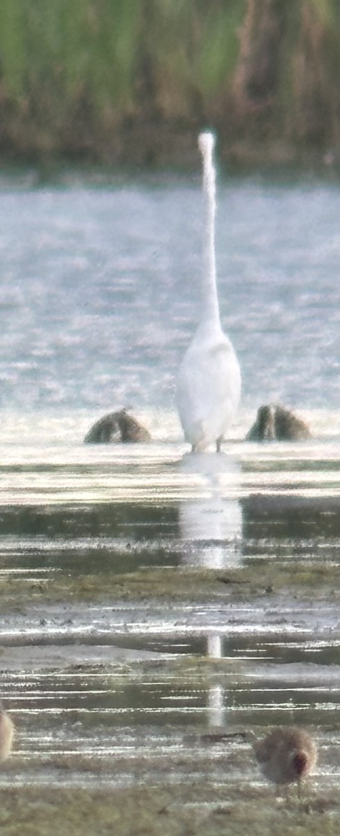 大白鷺 - ML640722325