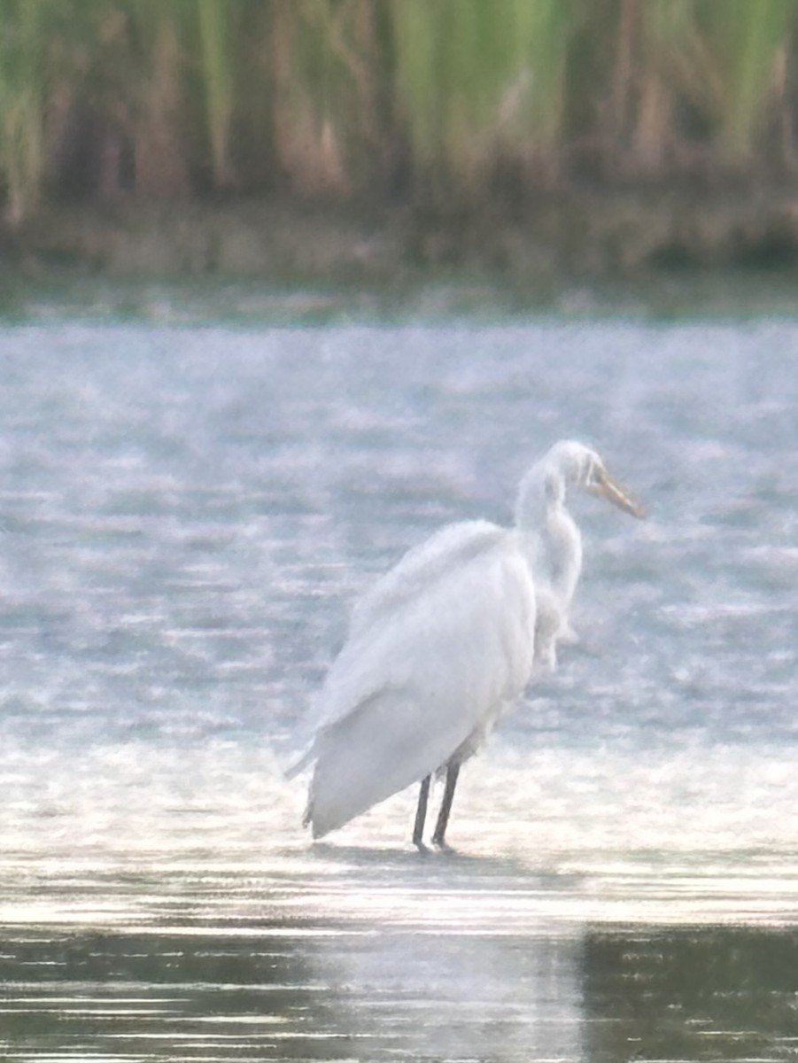 大白鷺 - ML640722326