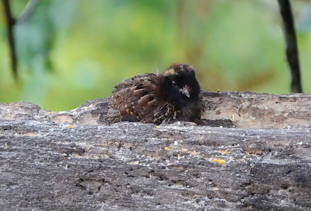 Black-fronted Wood-Quail - ML640722327
