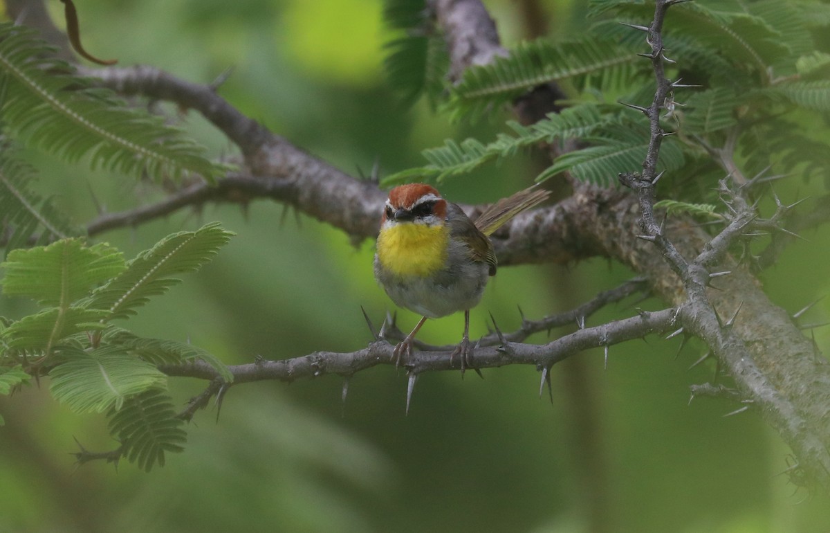 Rufous-capped Warbler - ML640722425