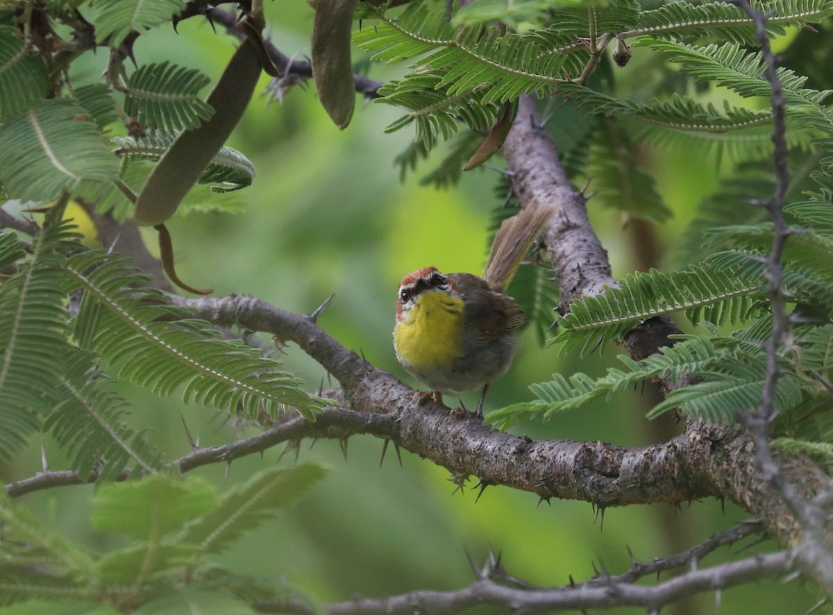 Rufous-capped Warbler - ML640722426
