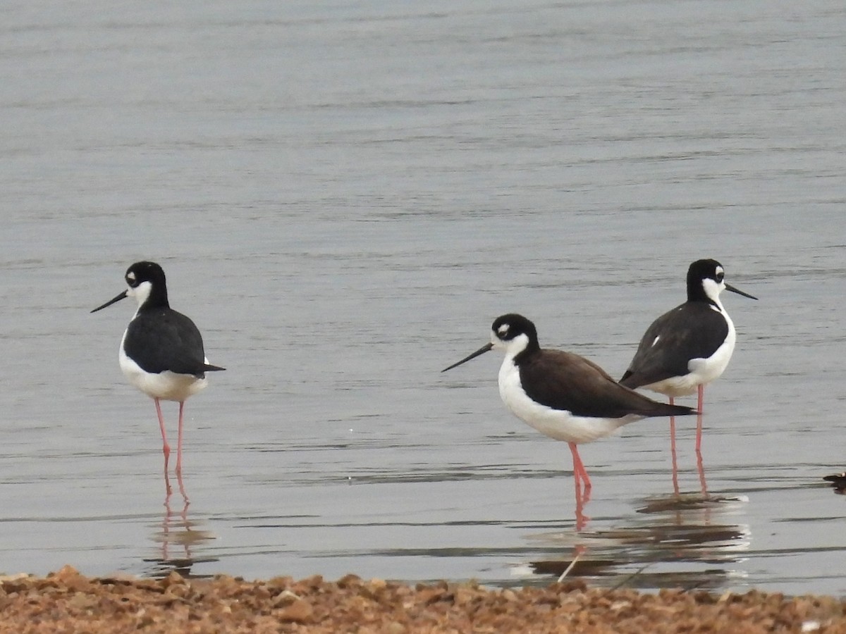 Black-necked Stilt - ML640722470