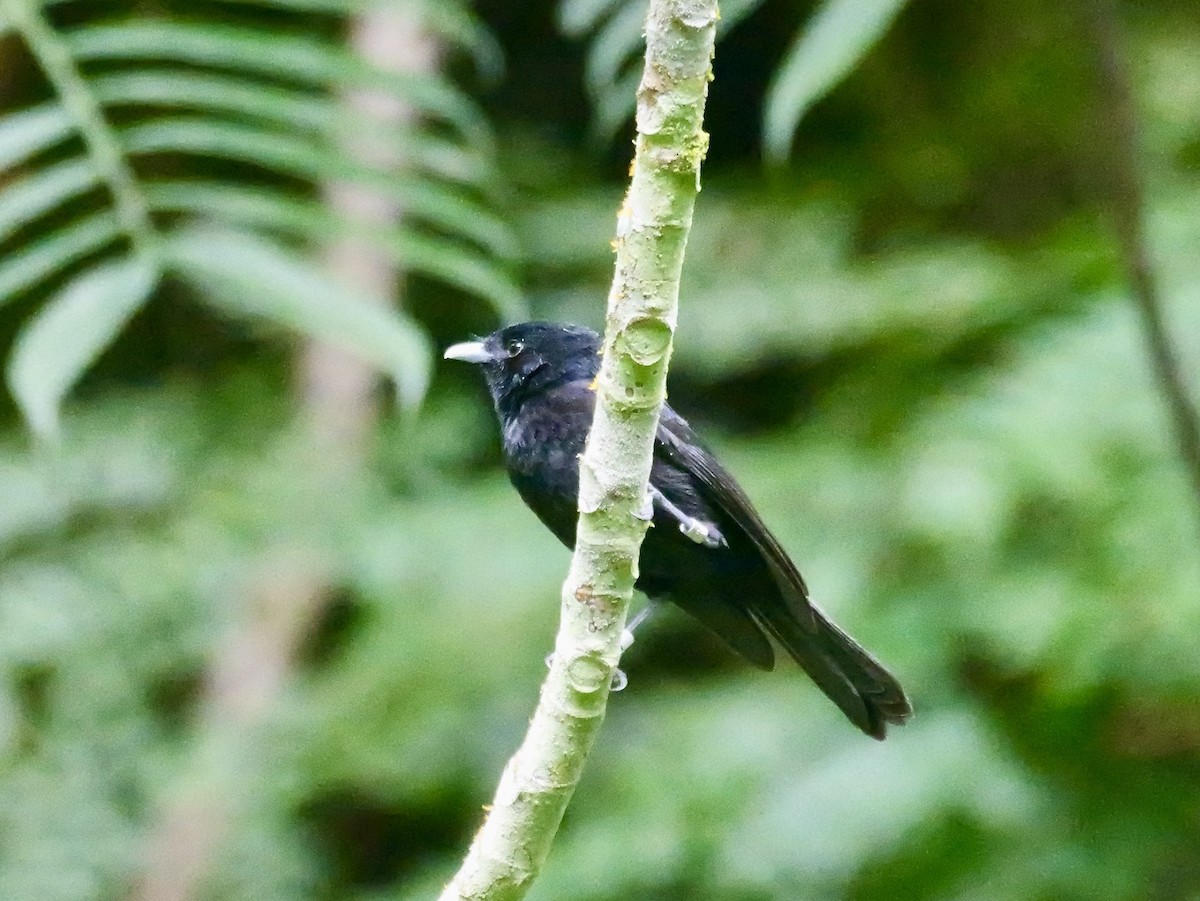 Tahiti Monarkı - ML640722595