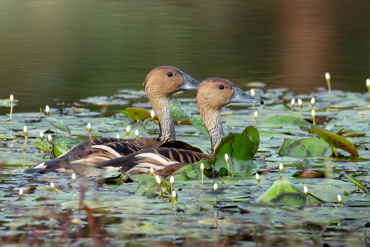 Fulvous Whistling-Duck - ML640722687