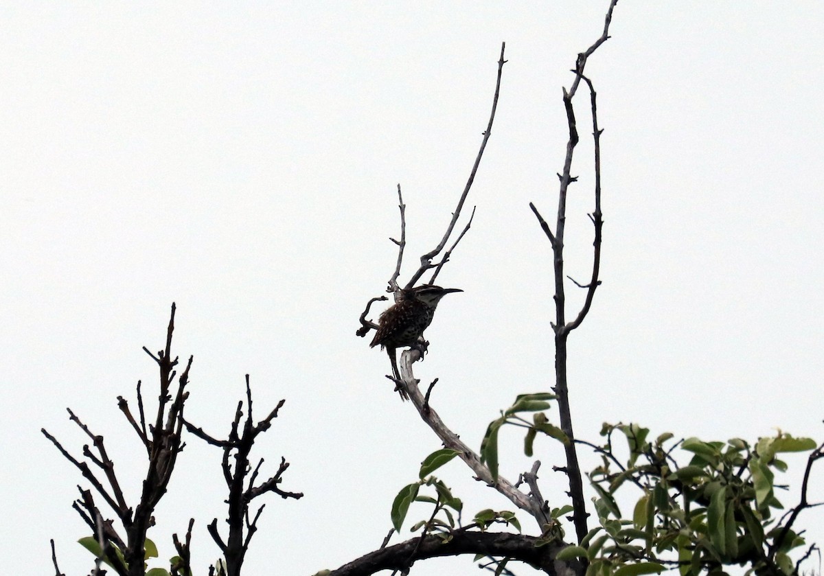 Boucard's Wren - ML640722702