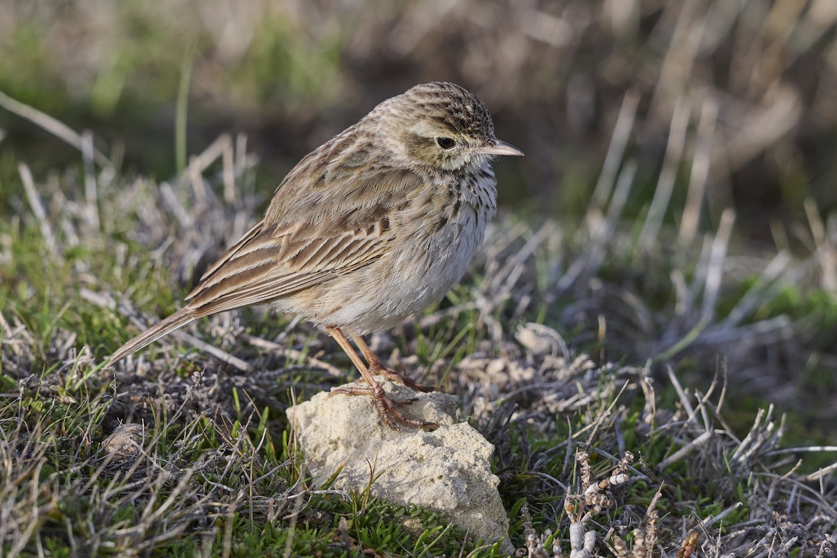 Australian Pipit - ML640722705