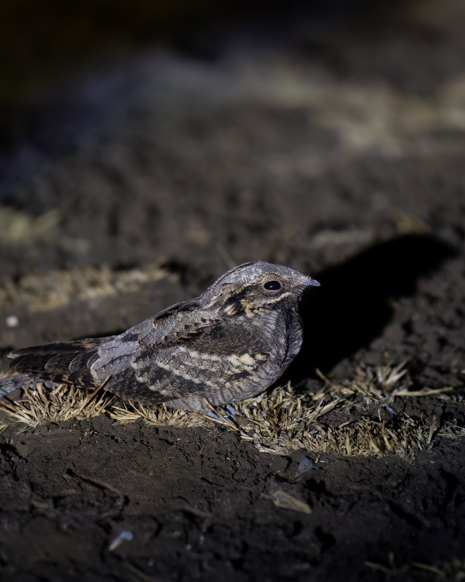 lelek lesní - ML640722838