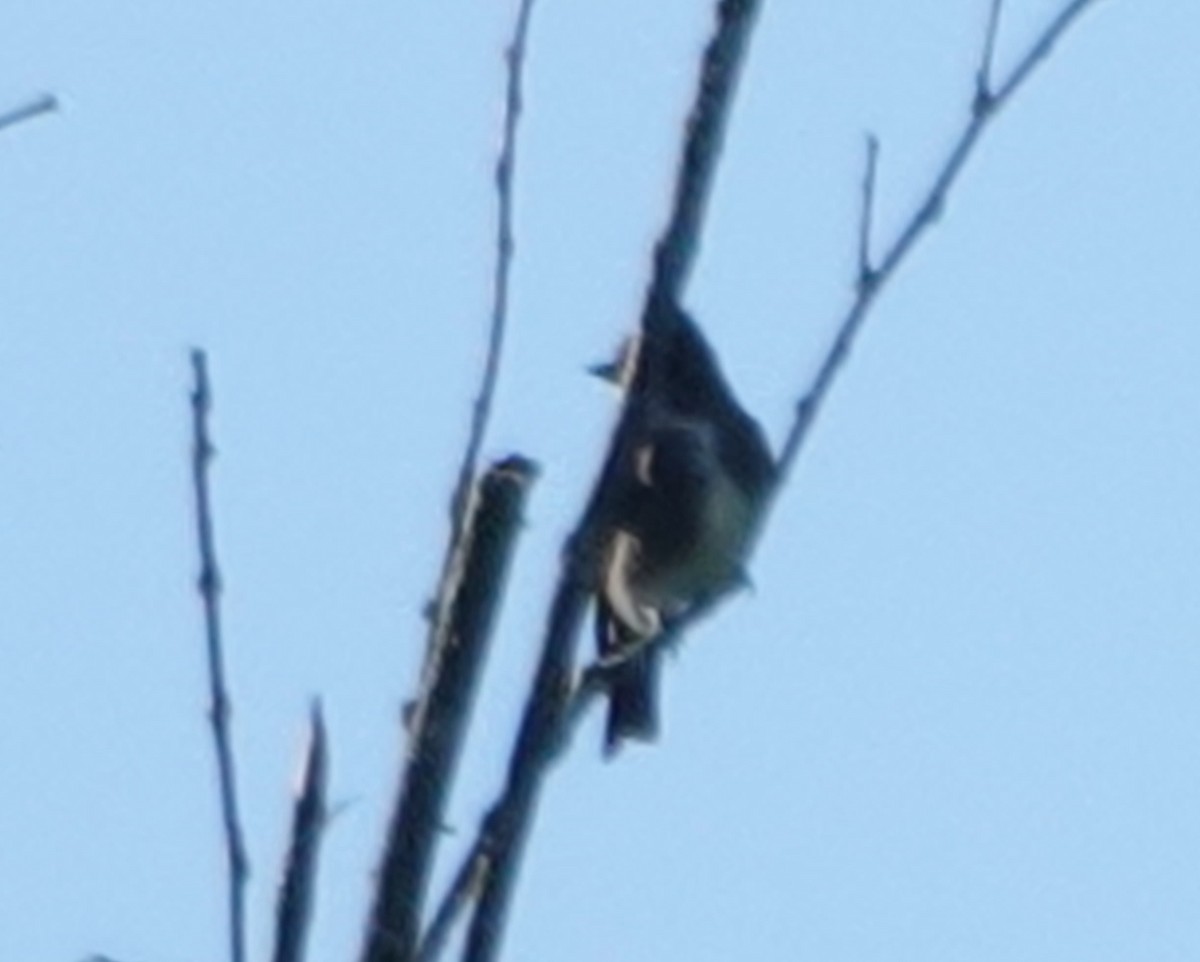 Boreal Sinekkapan - ML640722852