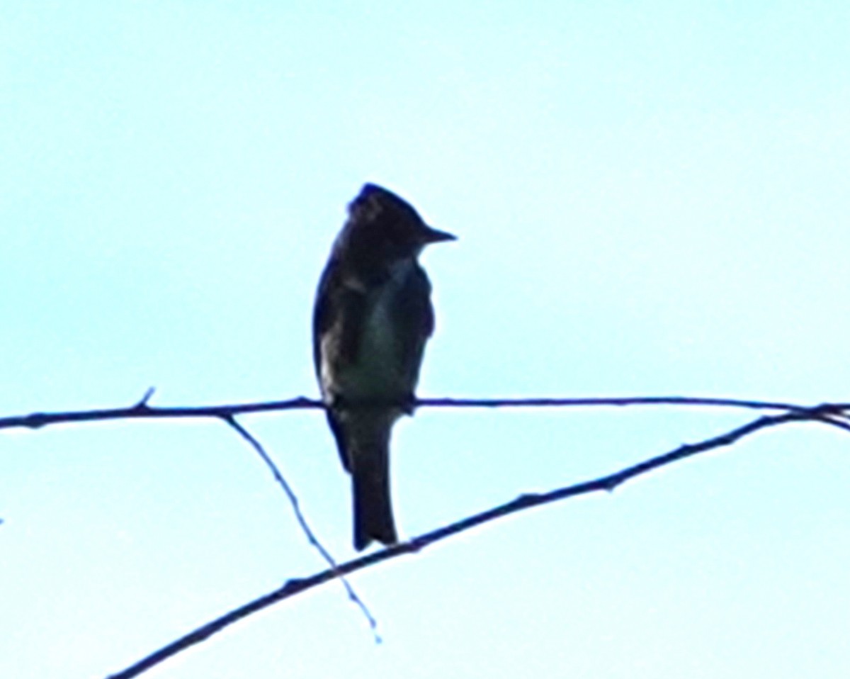 Boreal Sinekkapan - ML640722853