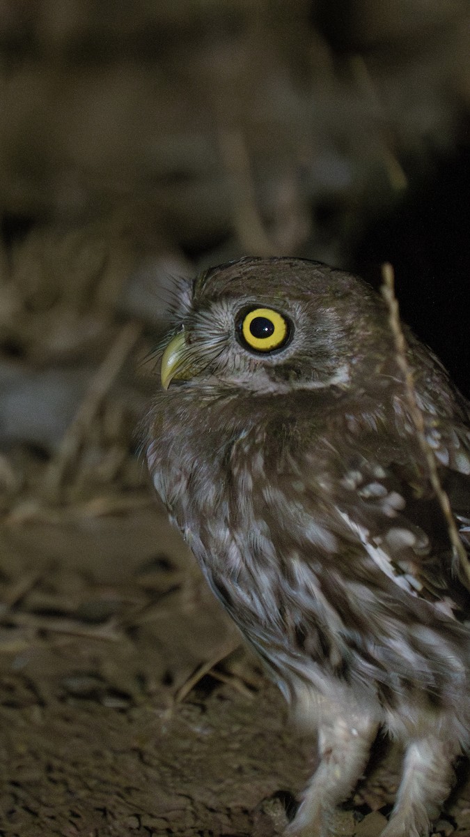 sýček obecný - ML640722863