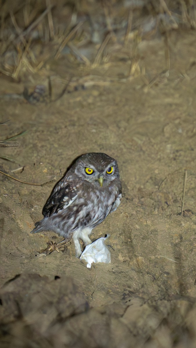 sýček obecný - ML640722864