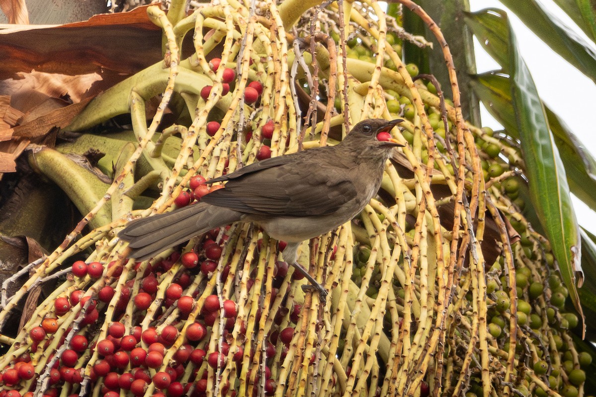 Zorzal Piquinegro (ignobilis/goodfellowi) - ML640722886