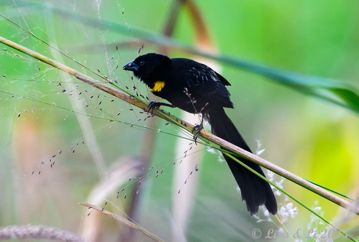 Red-collared Widowbird - ML640722892