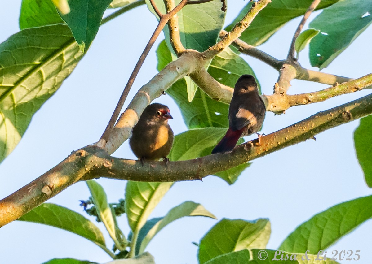 African Firefinch - ML640722919