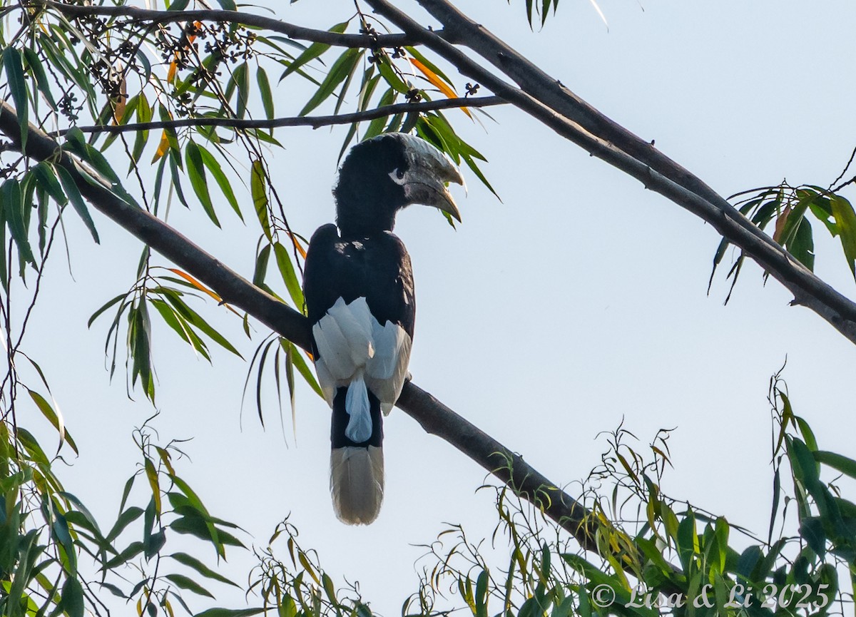 White-thighed Hornbill - ML640722946