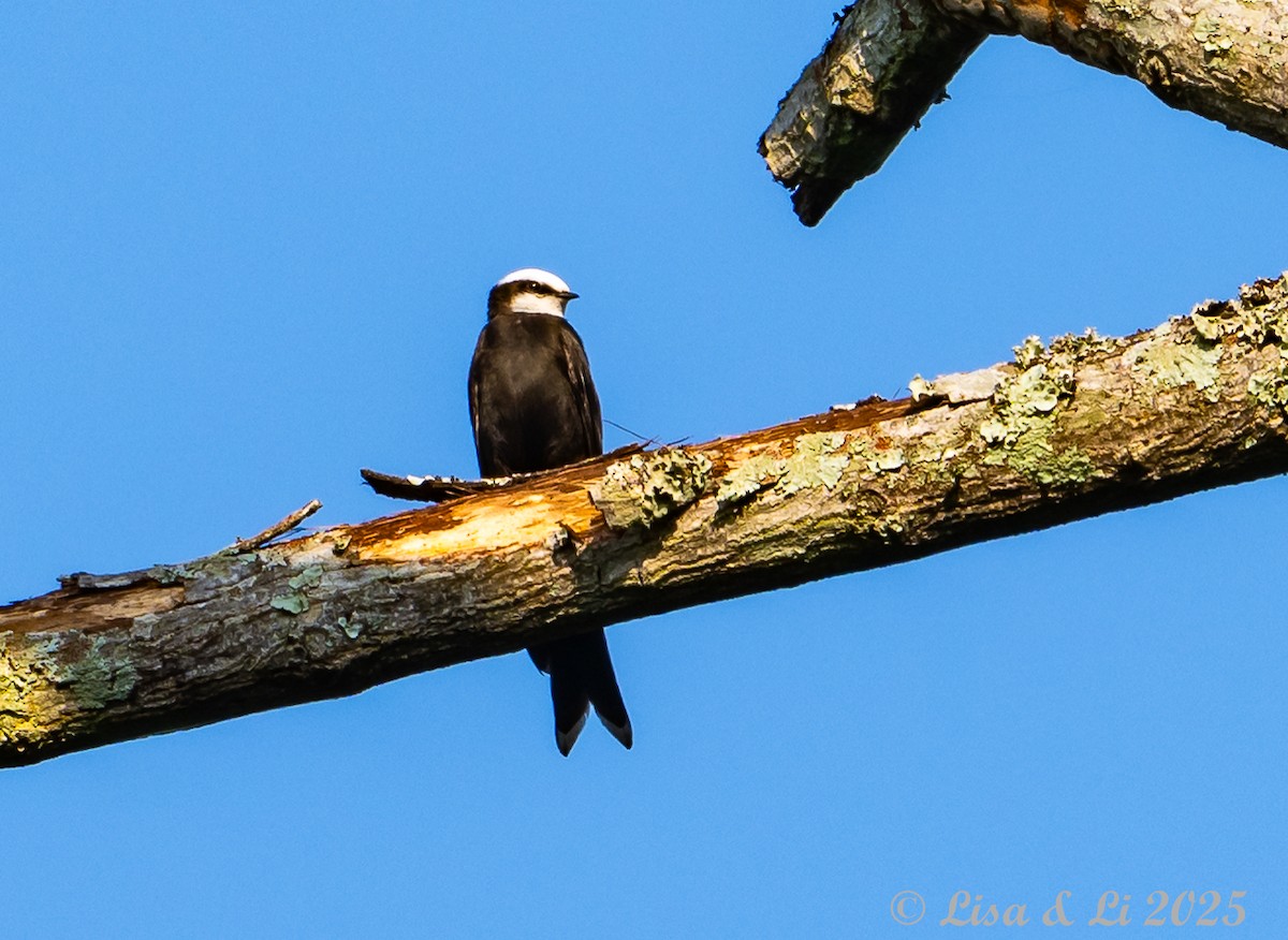 White-headed Sawwing (White-headed) - ML640722959