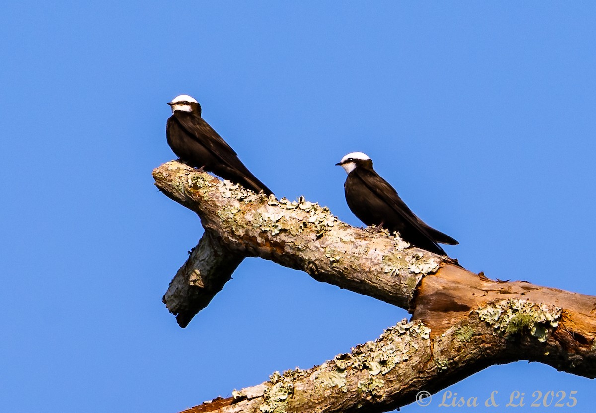 White-headed Sawwing (White-headed) - ML640722960