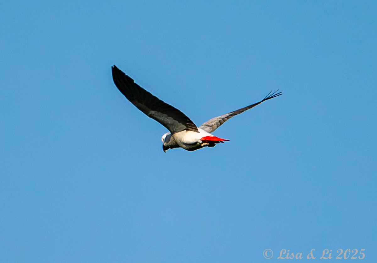 Graupapagei (erithacus) - ML640722966