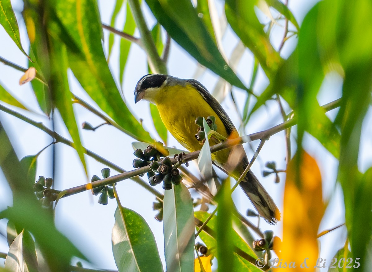 Cabanis's Bunting (Cabanis's) - ML640722970