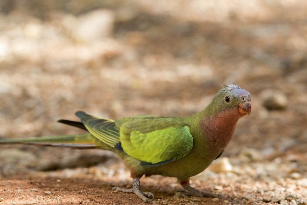 テンニョインコ - ML640722984