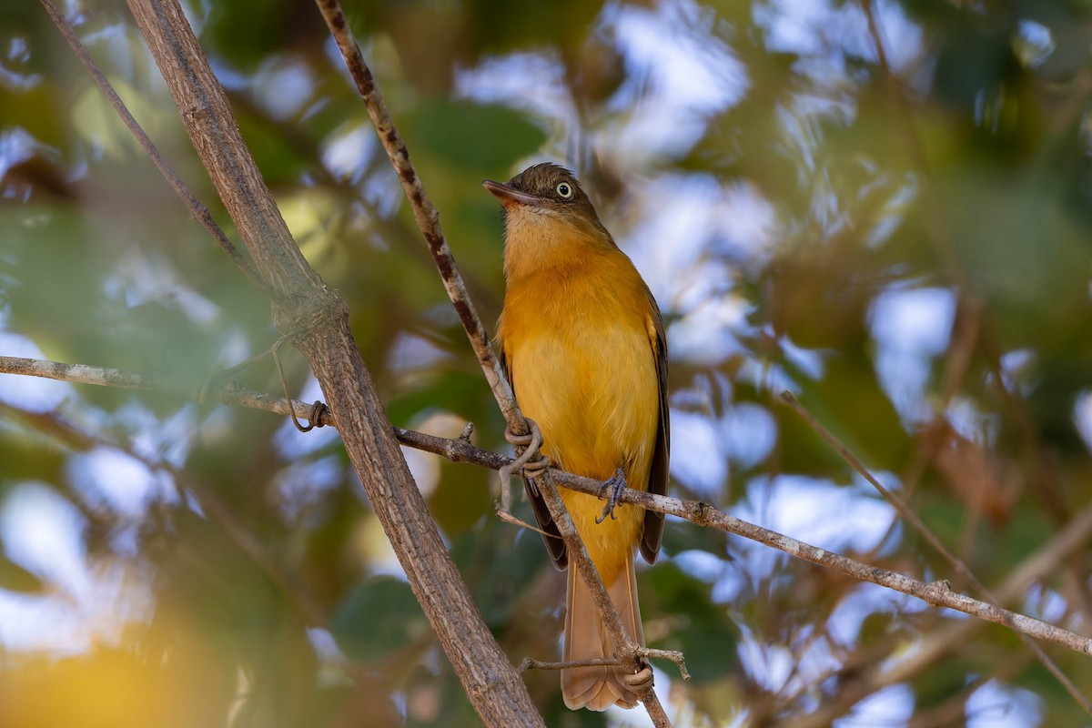 Dull-capped Attila - ML640722999