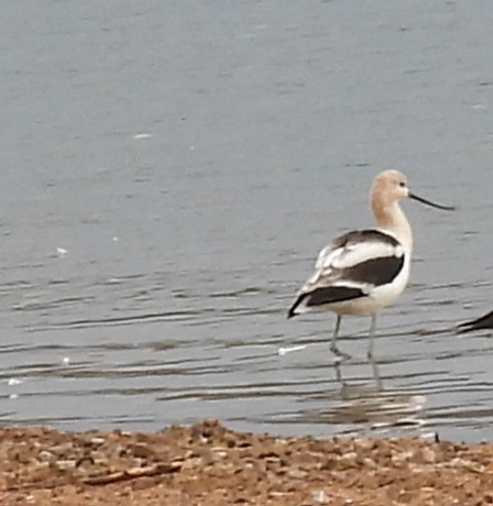 American Avocet - ML640723004