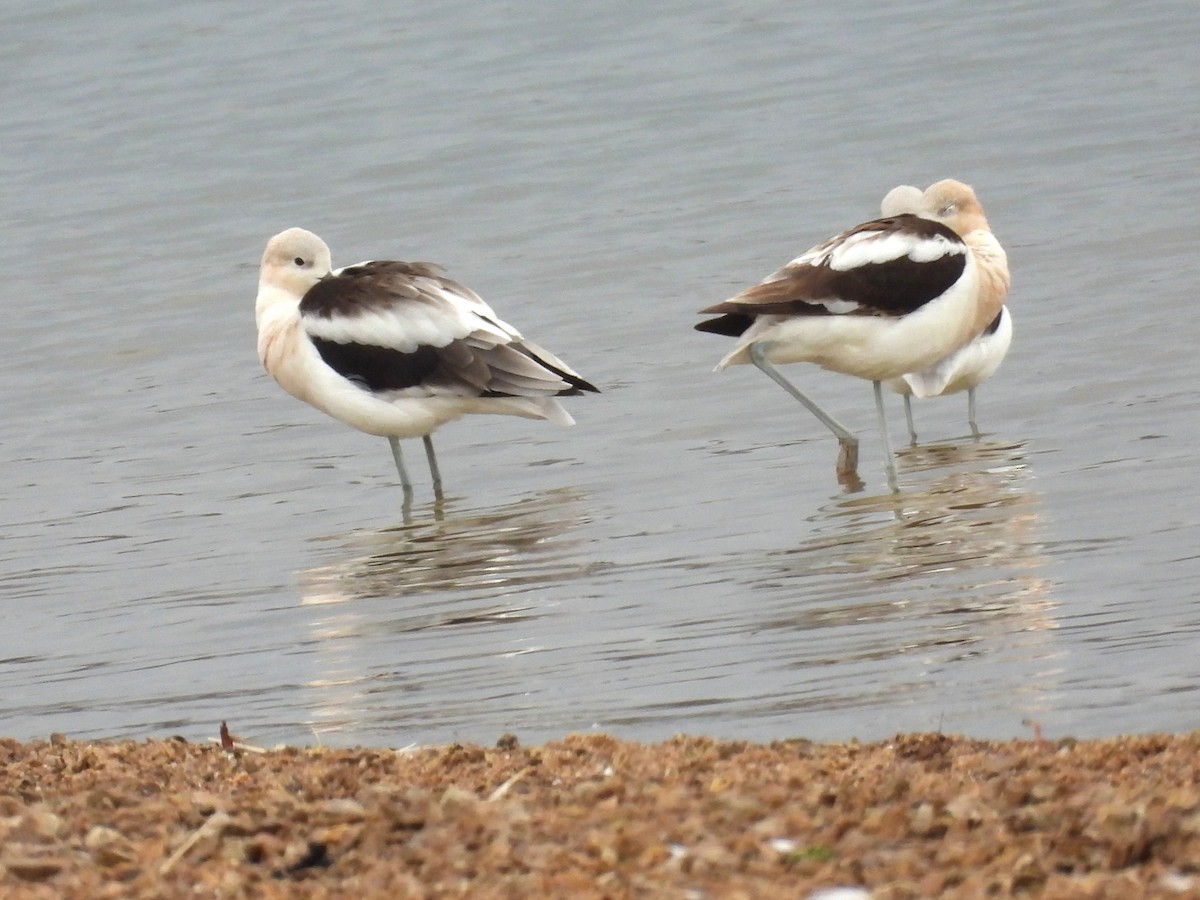 American Avocet - ML640723005