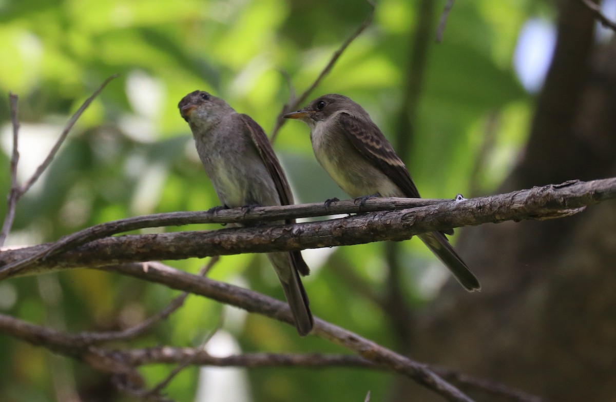 Western Wood-Pewee - ML640723017