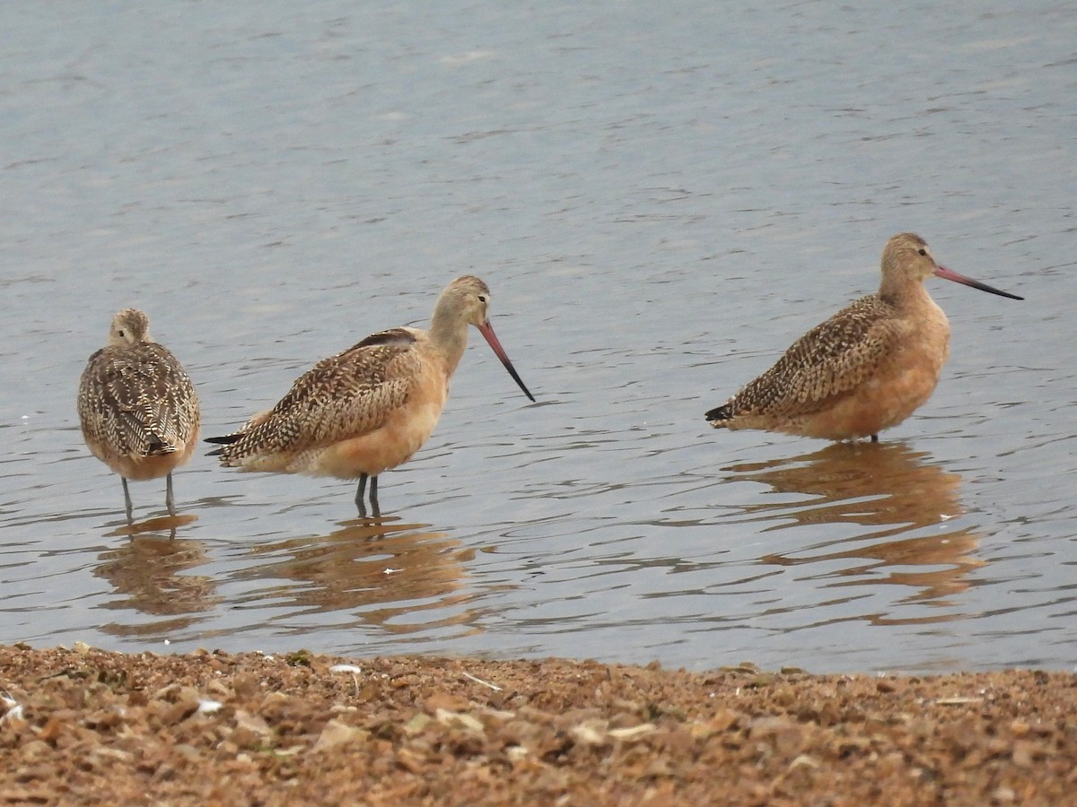 Marbled Godwit - ML640723027