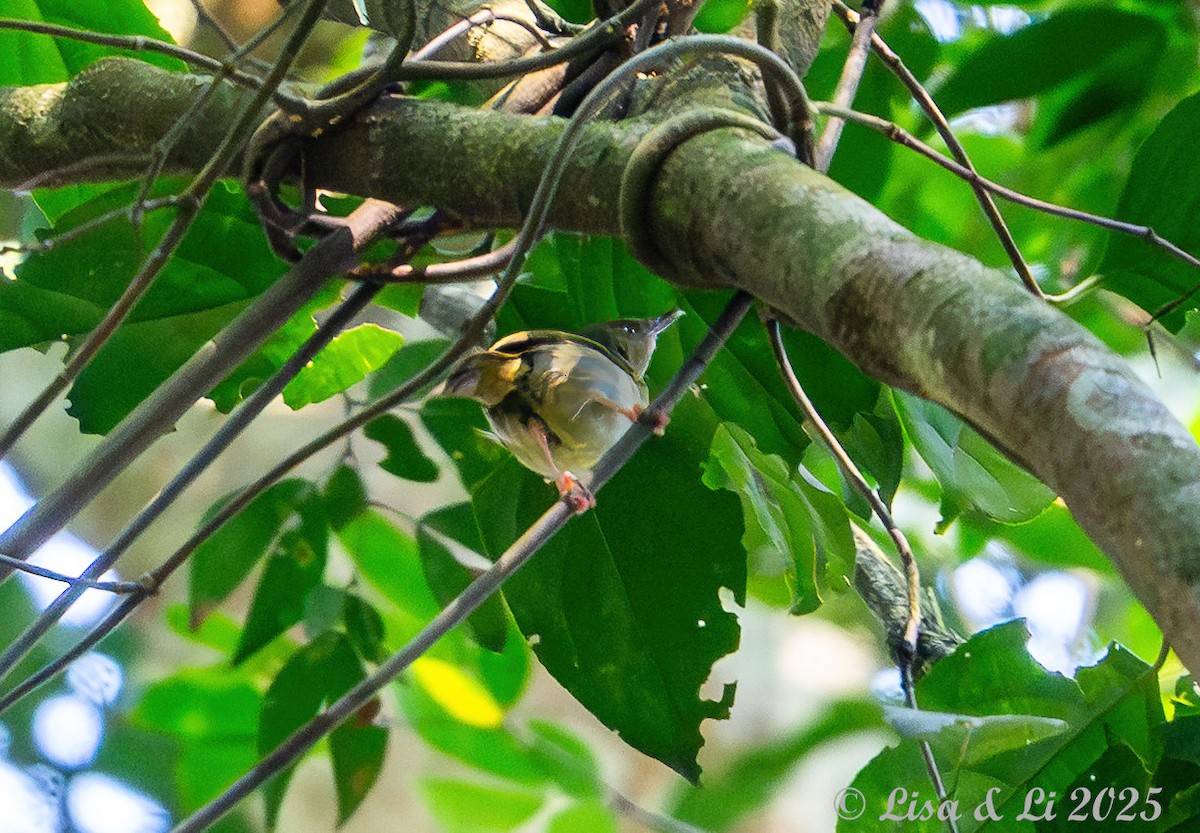Gray Longbill - ML640723028