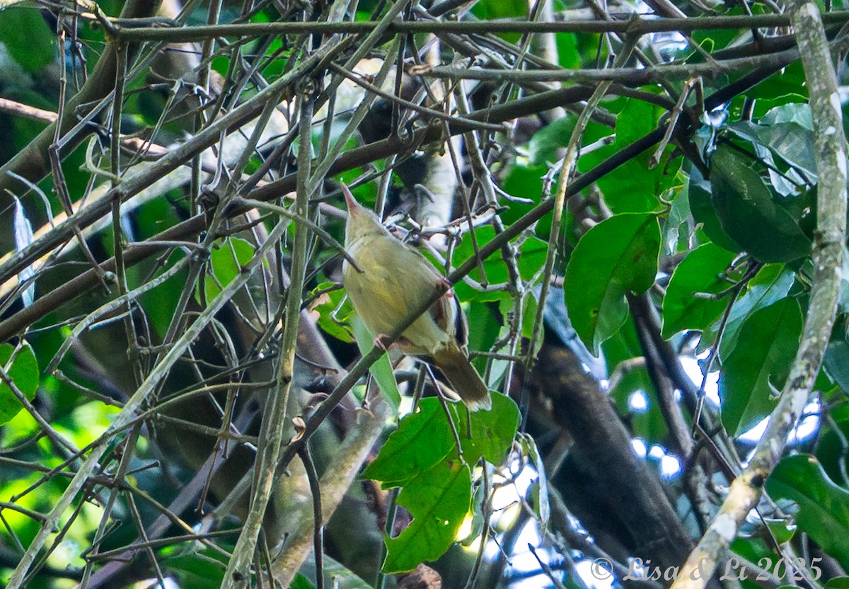 Gray Longbill - ML640723030