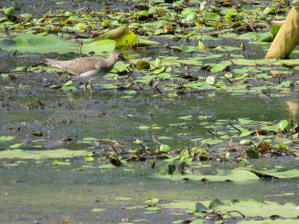 Solitary Sandpiper - ML640723039