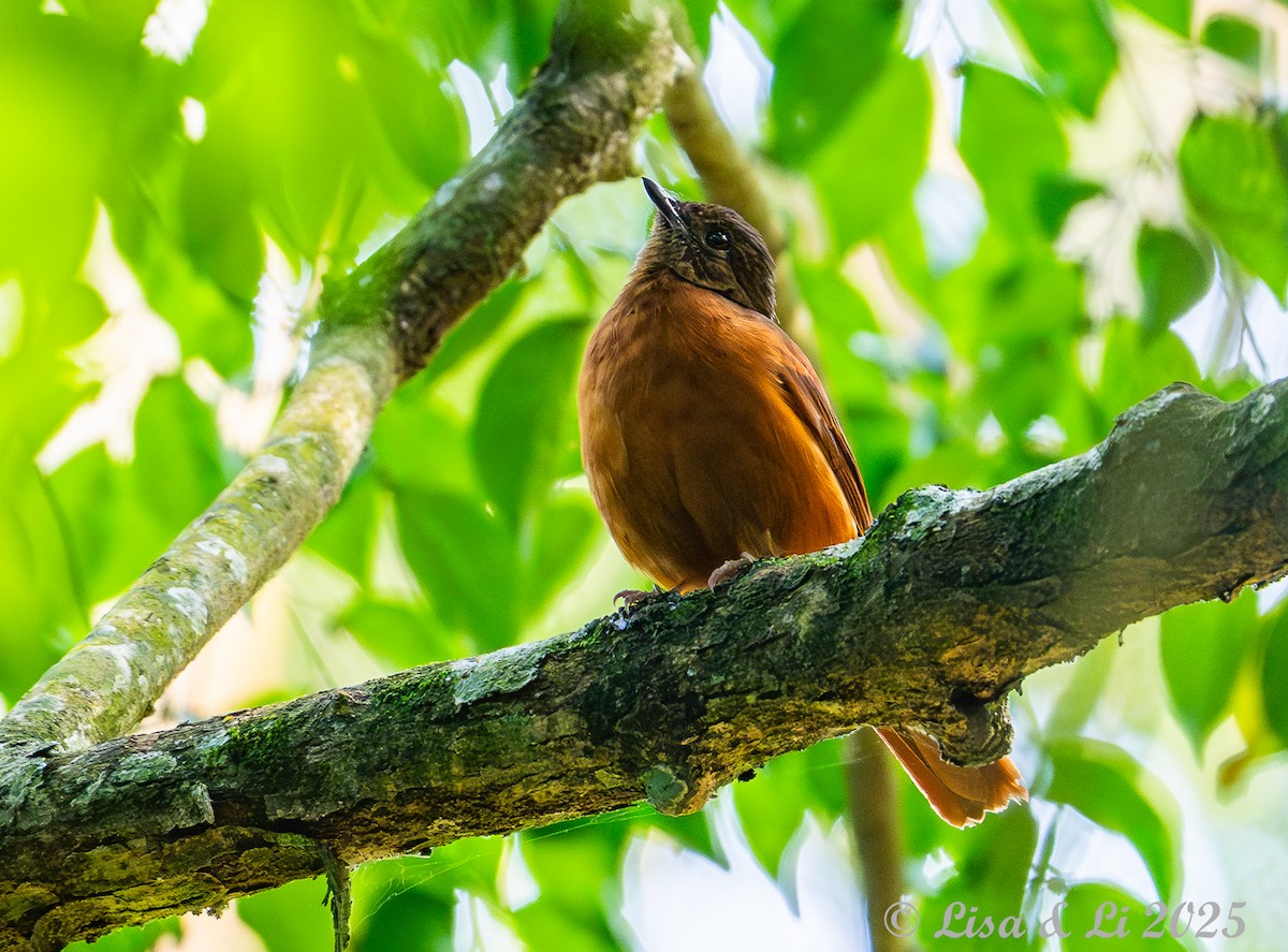 Rufous Flycatcher-Thrush - ML640723041