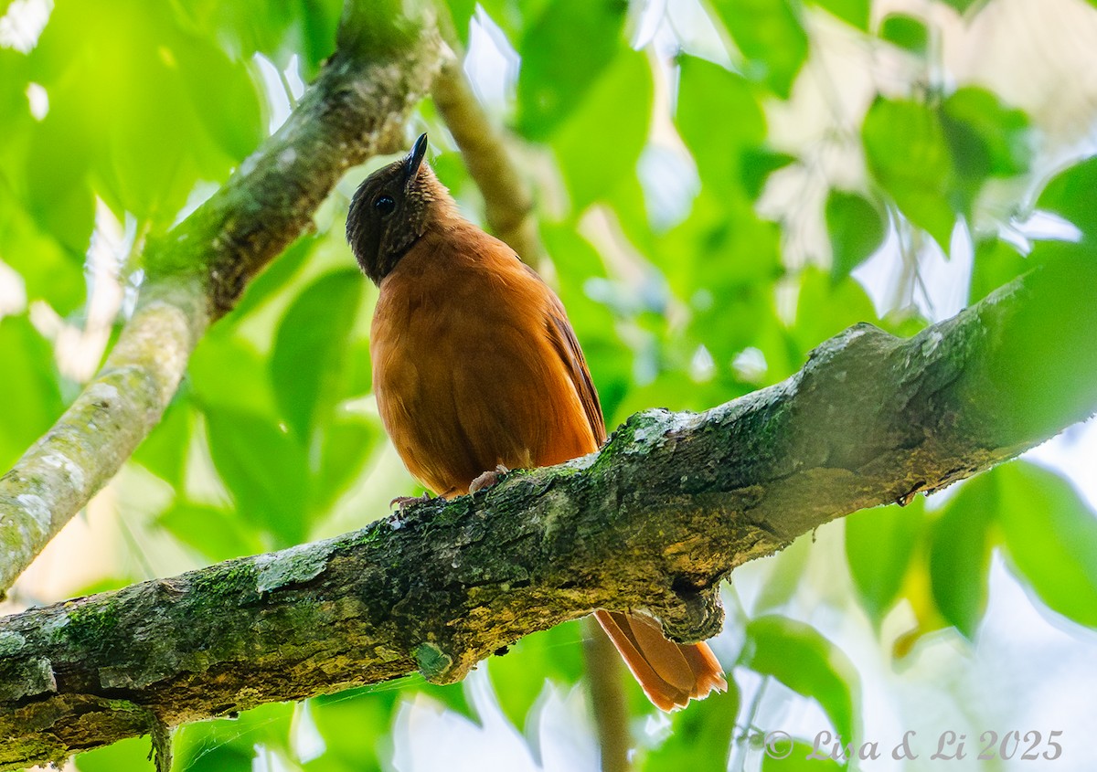Rufous Flycatcher-Thrush - ML640723042