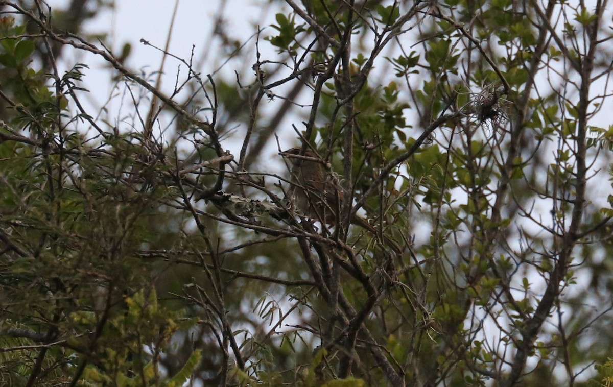 Oaxaca Sparrow - ML640723060