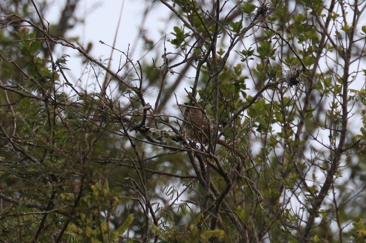 Oaxaca Sparrow - ML640723061