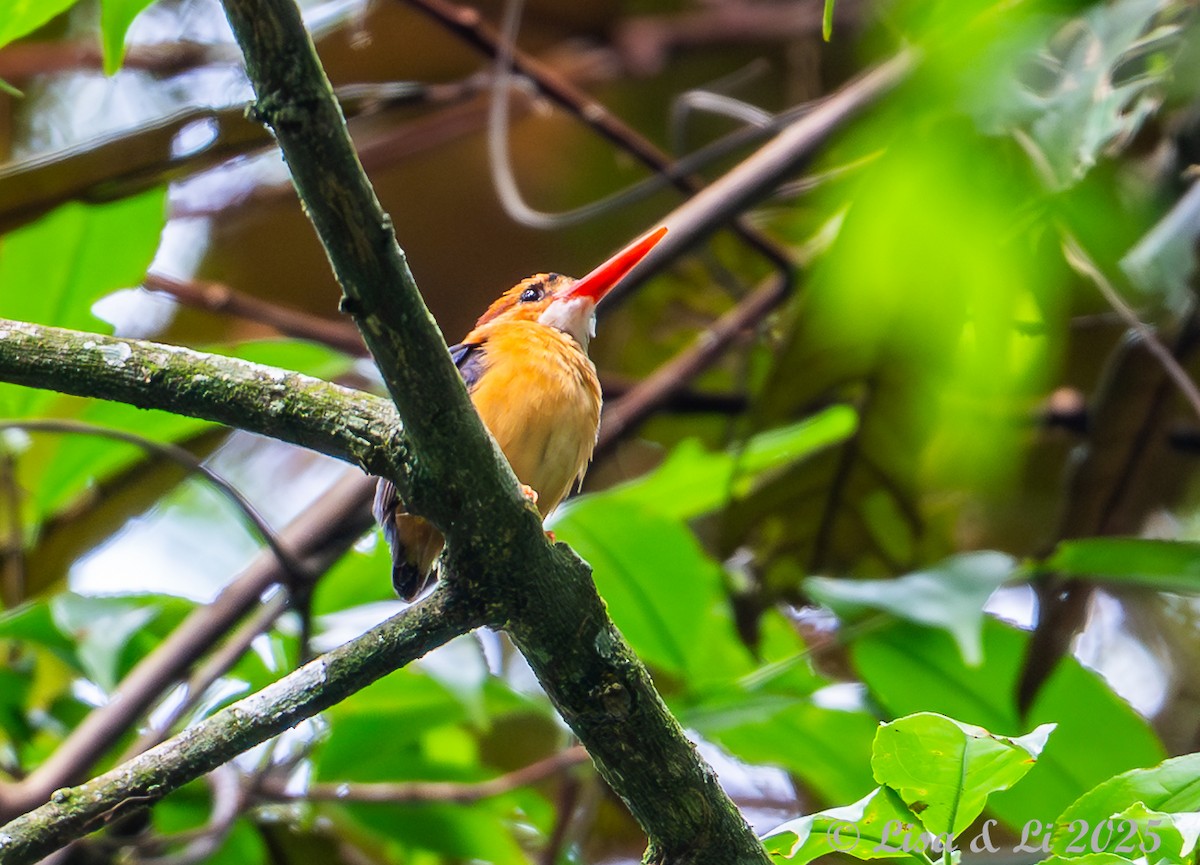 African Dwarf Kingfisher - ML640723072