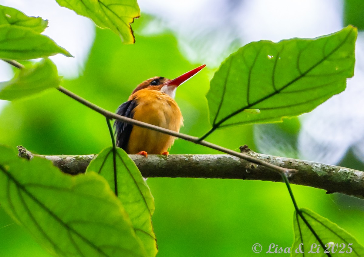 African Dwarf Kingfisher - ML640723073