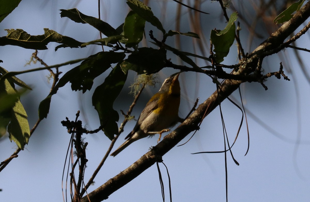 Crescent-chested Warbler - ML640723080