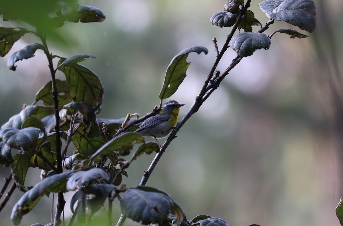 Crescent-chested Warbler - ML640723081