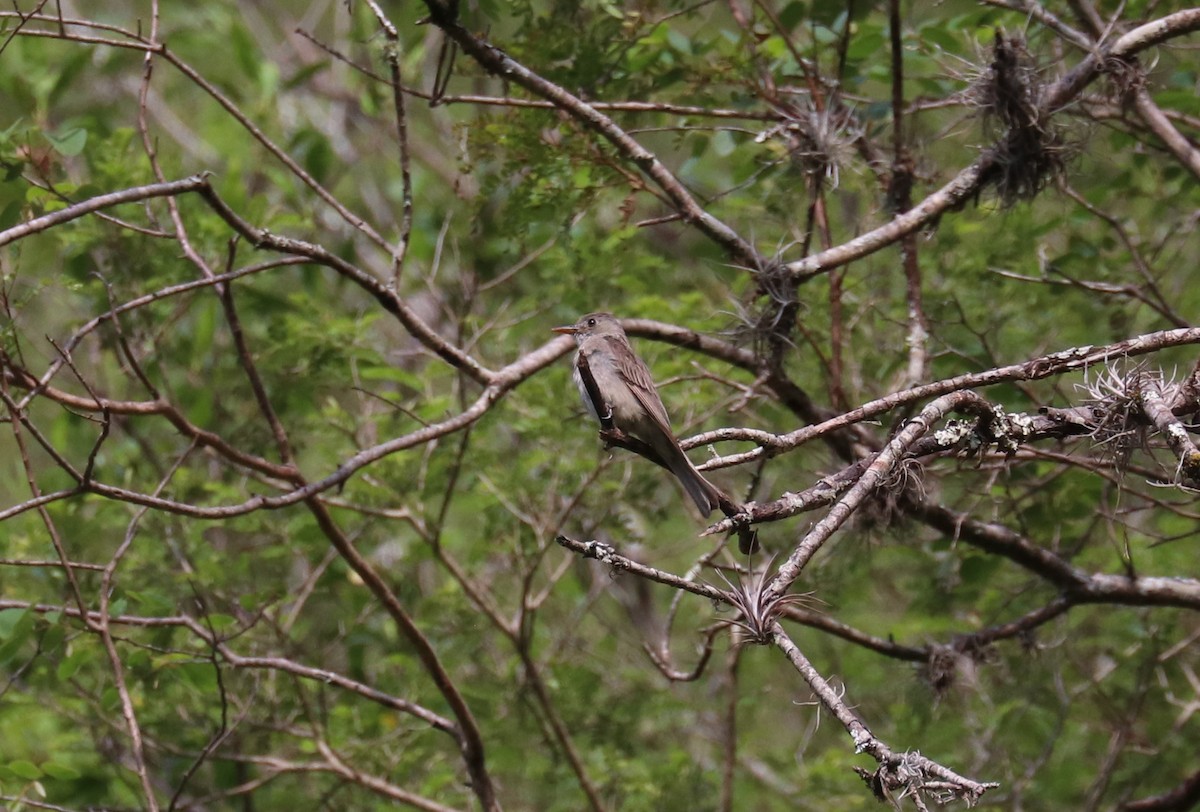 Greater Pewee - ML640723109