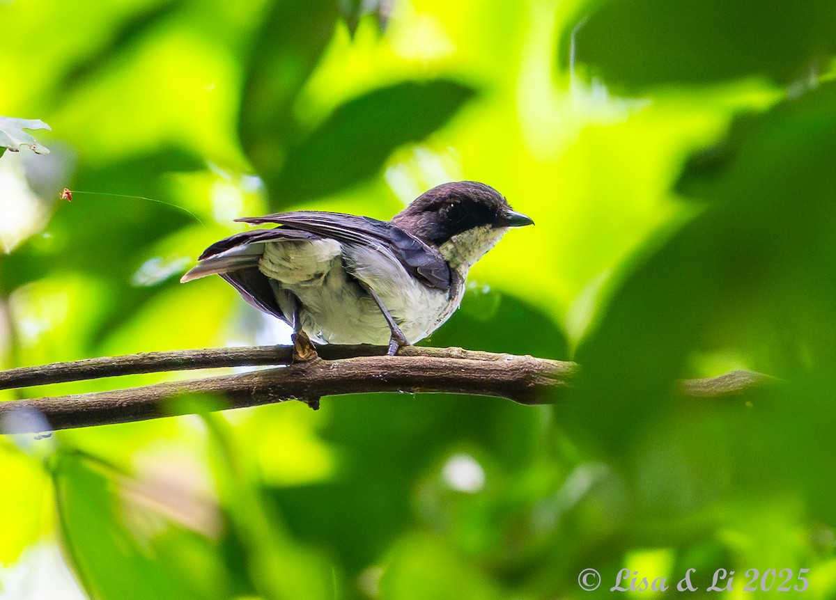 African Forest-Flycatcher (Eastern) - ML640723110